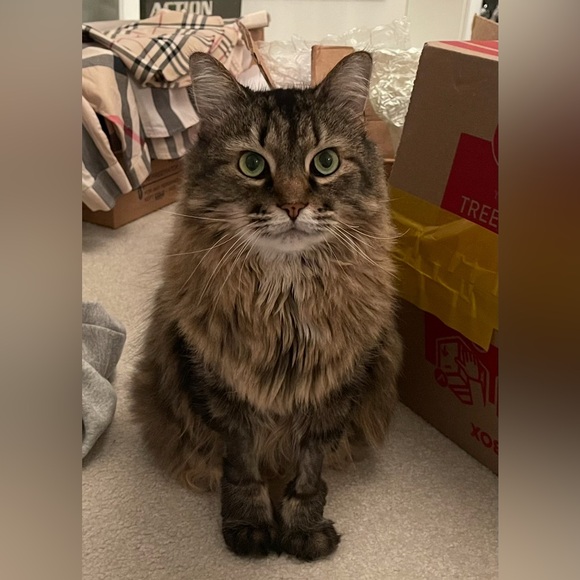 NWT Only Yours Asymmetrical Lace Dress by NBD - Picture 12 of 13